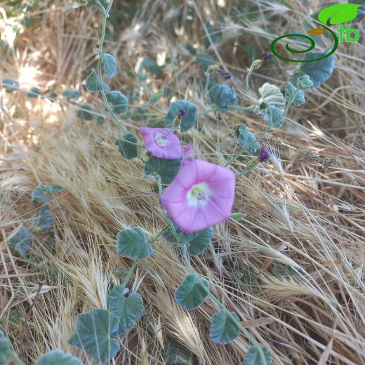 Convolvulaceae-Tarlasarmaşığıgiller