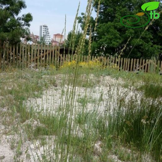 Elymus elongatus