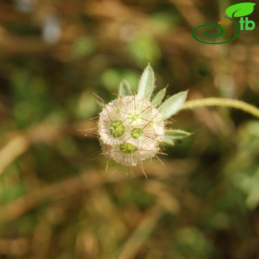 Caprifoliaceae-Hanımeligiller