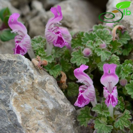 Lamium-Ballıbaba