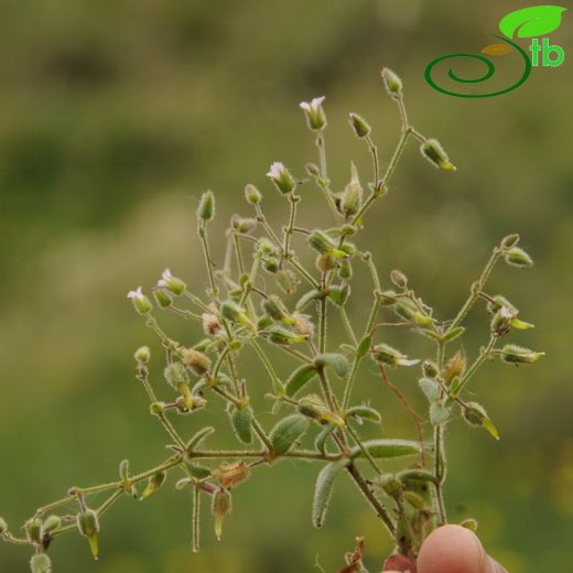 Cerastium fragillimum