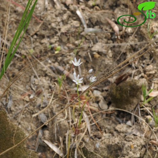 Allium subhirsutum