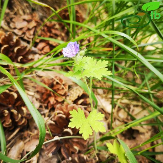 Geraniaceae-Turnagagasıgiller