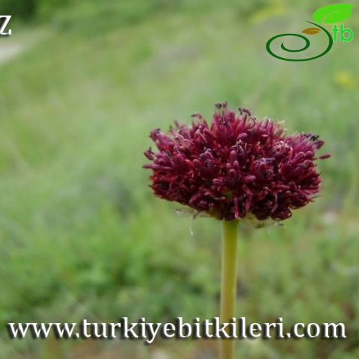 Allium purpureoviride