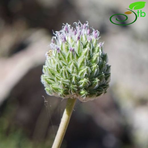 Allium yamadagensis