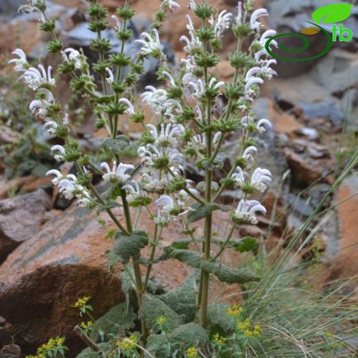 Salvia argentea