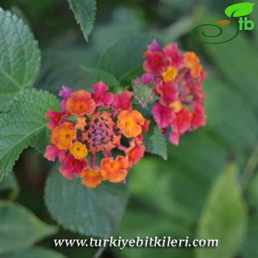 Lantana-Çalıminesi