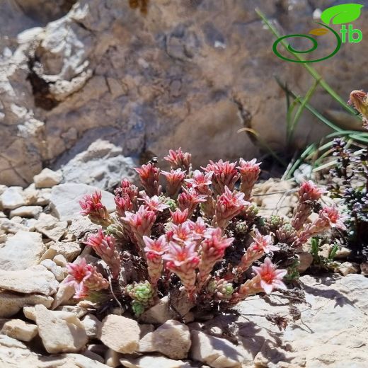 Crassulaceae-Damkoruğugiller
