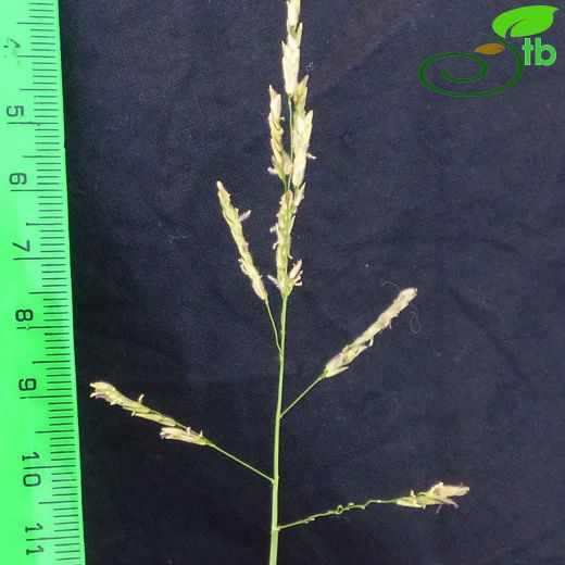 Phytolaccaceae-Şekerciboyasıgiller