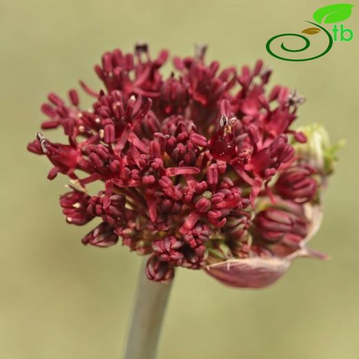 Allium cardiostemon