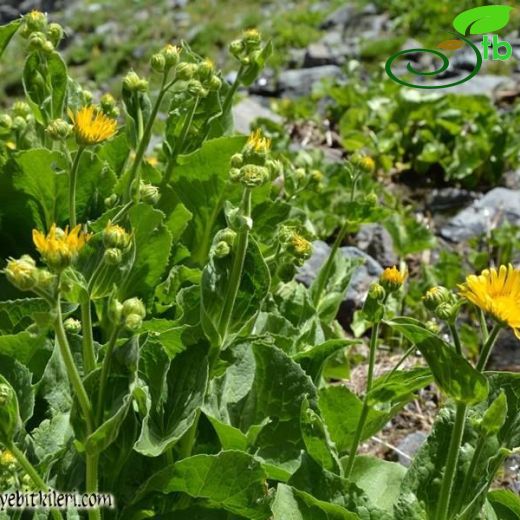 Doronicum dolichotrichum