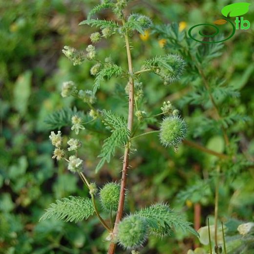 Urtica pilulifera