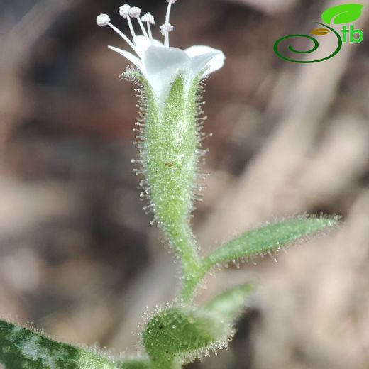 Saponaria pinetorum