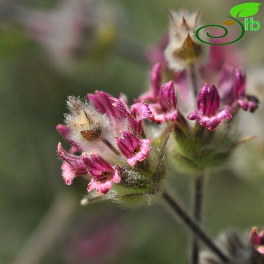Sideritis libanotica
