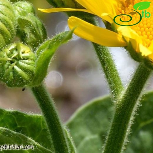 Doronicum dolichotrichum