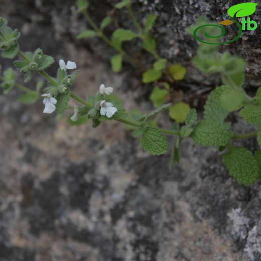 Stachys milasensis