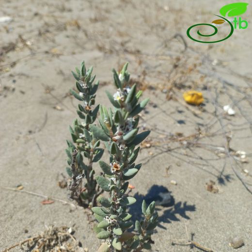Polygonum maritimum