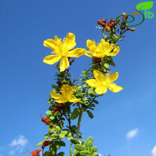 Hypericum thymifolium