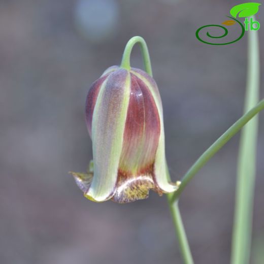 Fritillaria acmopetala