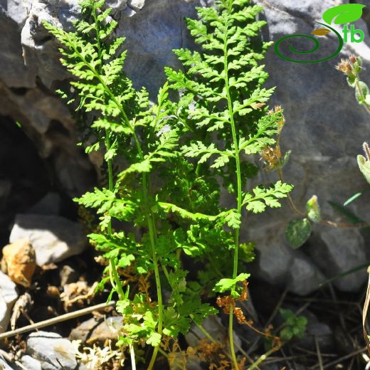 Cystopteridaceae-Gevrekeğreltigiller