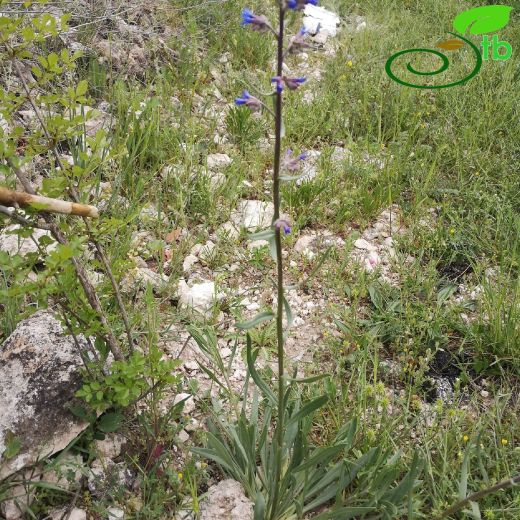 Anchusa-Sığırdili