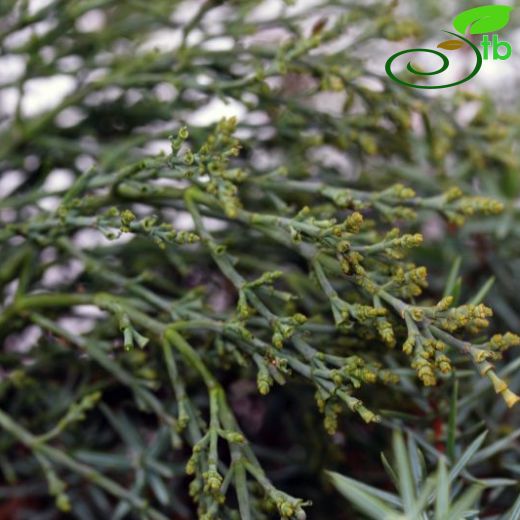 Arceuthobium oxycedri