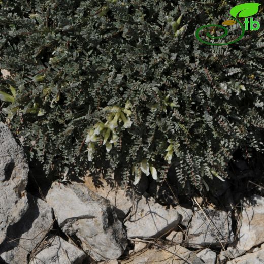 Astragalus angustifolius