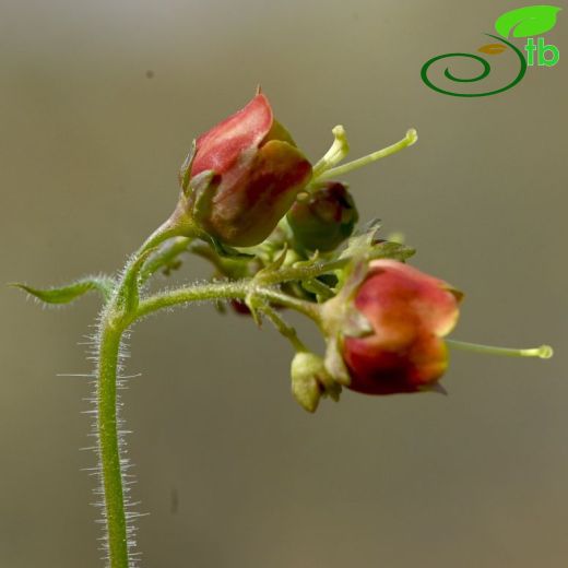 Scrophularia-Sıracaotu