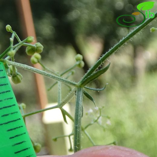 Galium adhaerens