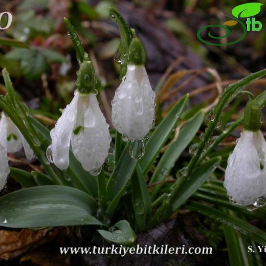 Galanthus alpinus