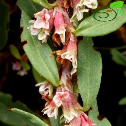 Polygonum cognatum