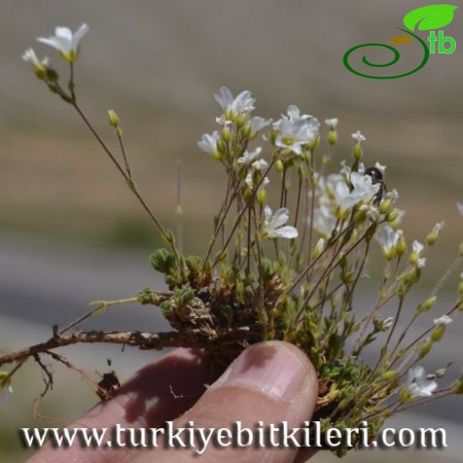 Sabulina rimarum