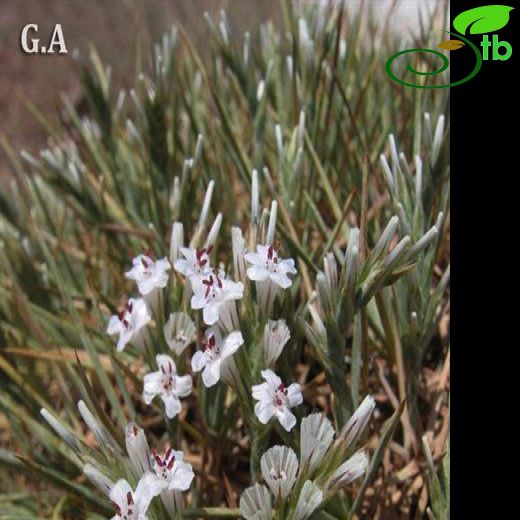 Acantholimon karamanicum
