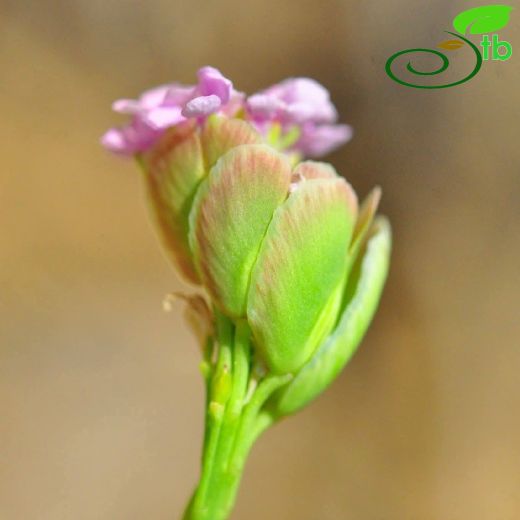 Aethionema ermenekense