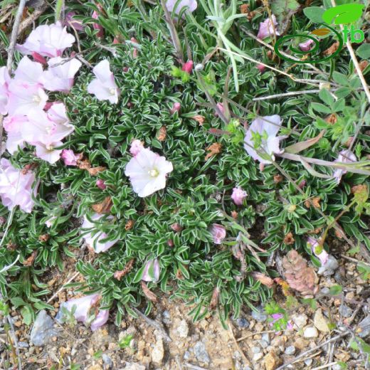 Convolvulus assyricus
