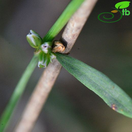 Polygonum mesembricum