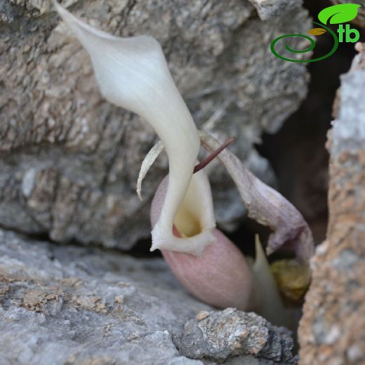 Araceae-Yılanyastığıgiller