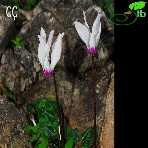 Cyclamen persicum