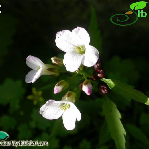 Cardamine bulbifera