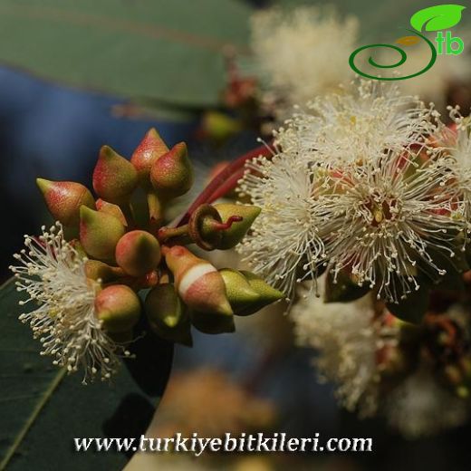 Eucalyptus camaldulensis