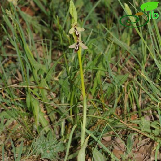 Ophrys cilicica