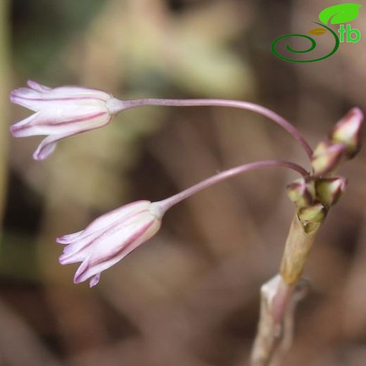 Allium peroninianum