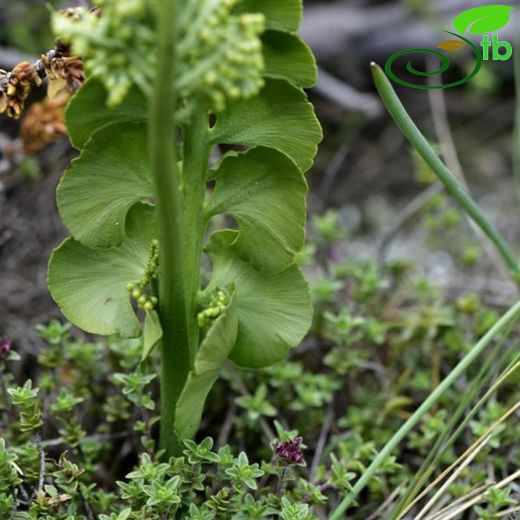 Botrychium- Gazaldili