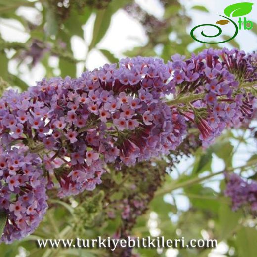 Buddleja-Kelebekçalısı