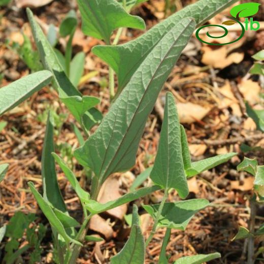 Aristolochia poluninii