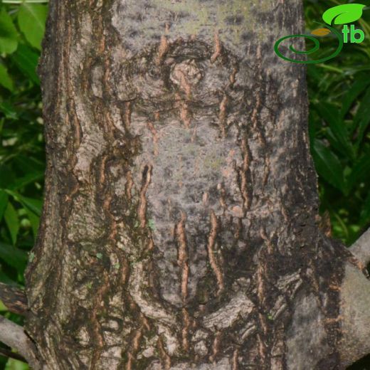 Fraxinus-Dişbudak
