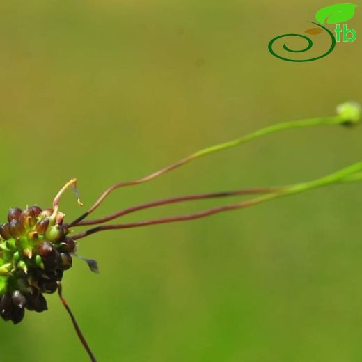 Allium vineale