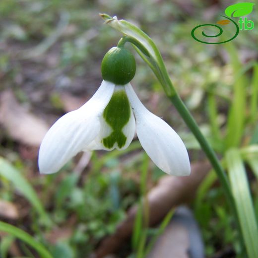 Galanthus gracilis