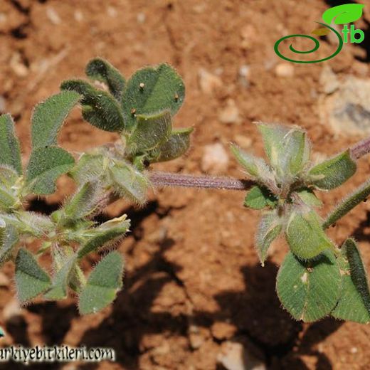 Medicago brachycarpa