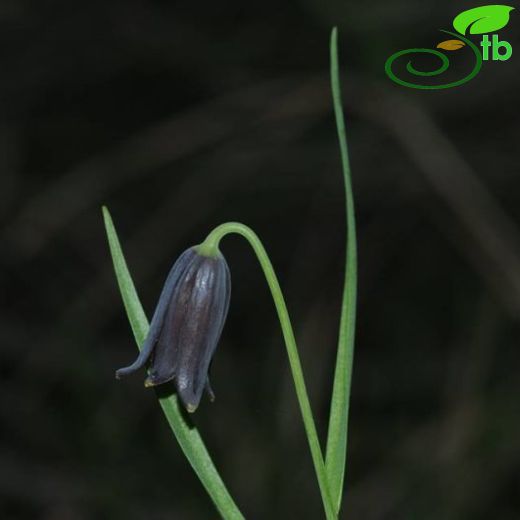 Fritillaria asumaniae